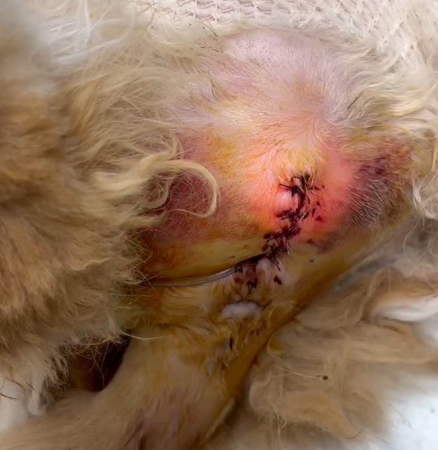 VetMedix Case Sharing 丨 Laser med hög effektläkare läker sår efter urinstrostomi