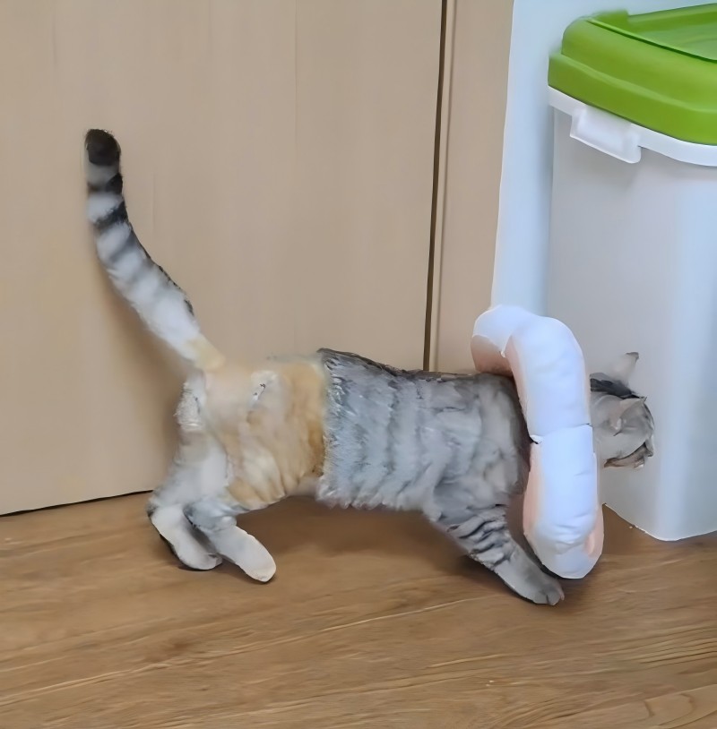 VetMedix Case Sharing 丨 Laserbehandling med hög effekt av lårbensprialfrakturer