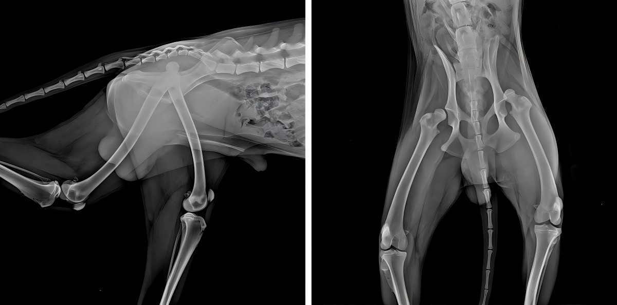 VetMedix Case Sharing 丨 Laser med hög effekt förbättrar postoperativ rehabilitering av bilateral lårben