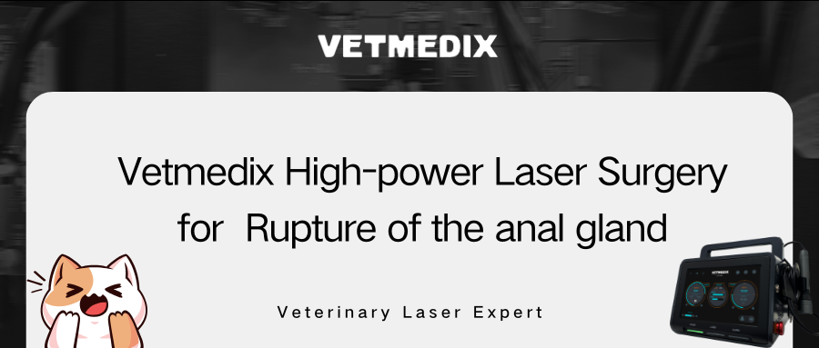 VETMEDIX Case Sharing丨Högeffektlaserkirurgi för brott i analkörteln
