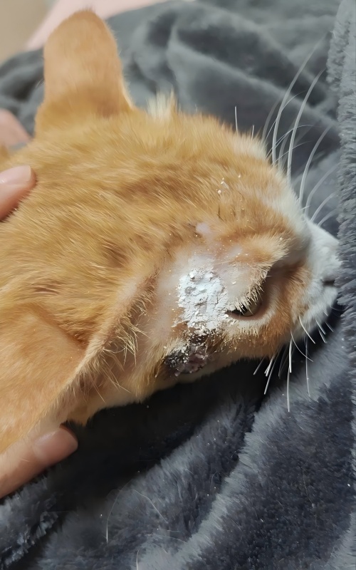 Vetmedix Case Sharing丨Ansökningsfall för högenergilaserterapi vid behandling av hudsår