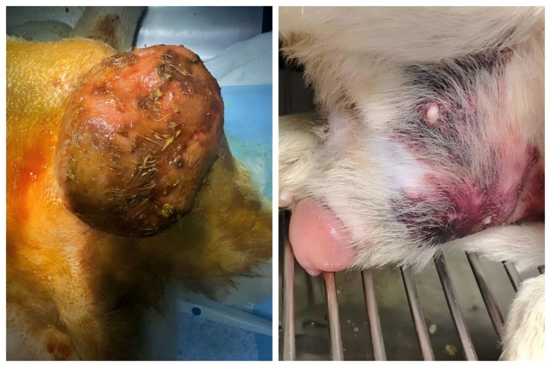 Vetmedix Case Sharing丨Tillämpning av högenergilaserterapi vid behandling av prostataförstoring