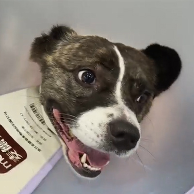 Vetmedix fallrapport丨Användningen av veterinär laserterapi vid behandling av akut neurit hos en hundpatient