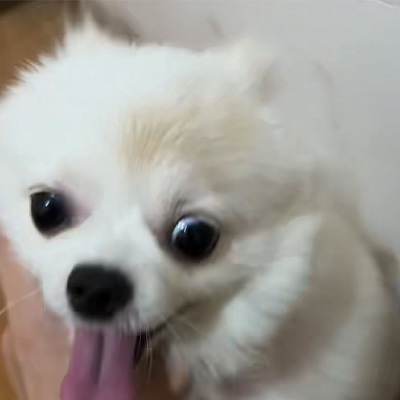 Vetmedix Case Sharing丨Appliceringsfodral av högenergilaser vid behandling av hundringorm