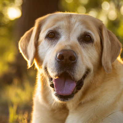 VetMedix Case Sharing丨Ansökningsfall av högenergilaserterapi vid behandling av postoperativa icke-läkande perianala tumörer